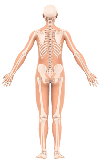 Vista posterior del cuerpo humano