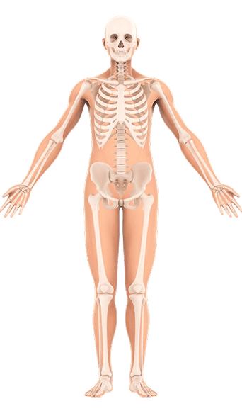 Vista frontal del cuerpo humano